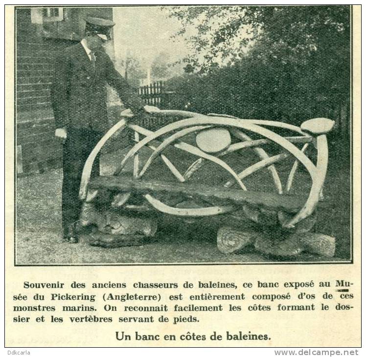 Foto Uit Oud Magazine 1932 - Un Banc En Côtes De Baleines - Pickering - Unclassified