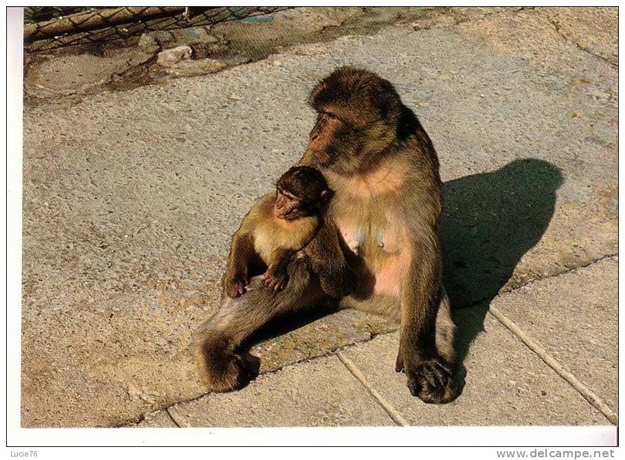 SINGES  -  GIBRALTAR  -  Mother And Baby  Apes  - N° C 49 - Monos