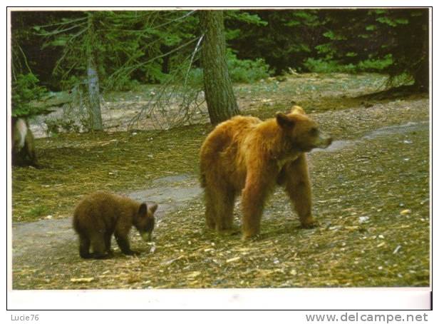 OURS  Et OURSON -  Sierra Nevada Mountains - Californie - Black Bear And Cub  -  N° SE  808 - Osos