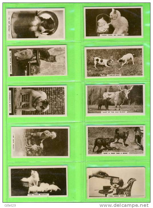 CARTES CIGARETTES CARDS - J. MILLHOFF & CO LTD - CATS,DOGS,HORSES ,MONKEYS - REAL PHOTO A SERIES OF  27 - DE RESZKE - - Sammlungen & Sammellose