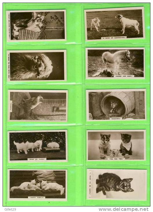 CARTES CIGARETTES CARDS - J. MILLHOFF & CO LTD - CATS,DOGS,HORSES ,MONKEYS - REAL PHOTO A SERIES OF  27 - DE RESZKE - - Verzamelingen & Kavels