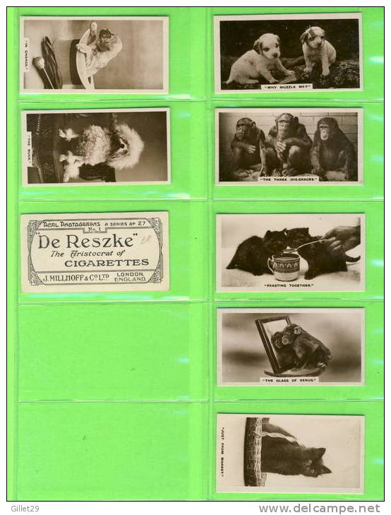 CARTES CIGARETTES CARDS - J. MILLHOFF & CO LTD - CATS,DOGS,HORSES ,MONKEYS - REAL PHOTO A SERIES OF  27 - DE RESZKE - - Collections & Lots