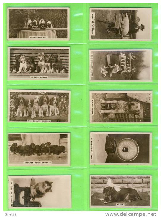CARTES CIGARETTES CARDS - J. MILLHOFF & CO - CATS,DOGS,HORSES ,DUCKS,COMICS - REAL PHOTO 2nd SERIES OF  27 - DE RESZKE - - Sammlungen & Sammellose