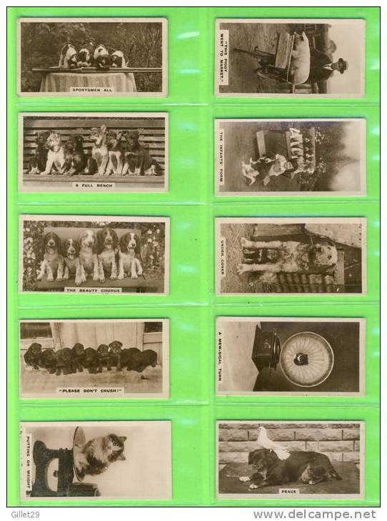 CARTES CIGARETTES CARDS - J. MILLHOFF & CO - CATS,DOGS,HORSES ,DUCKS,COMICS - REAL PHOTO 2nd SERIES OF  27 - DE RESZKE - - Colecciones Y Lotes