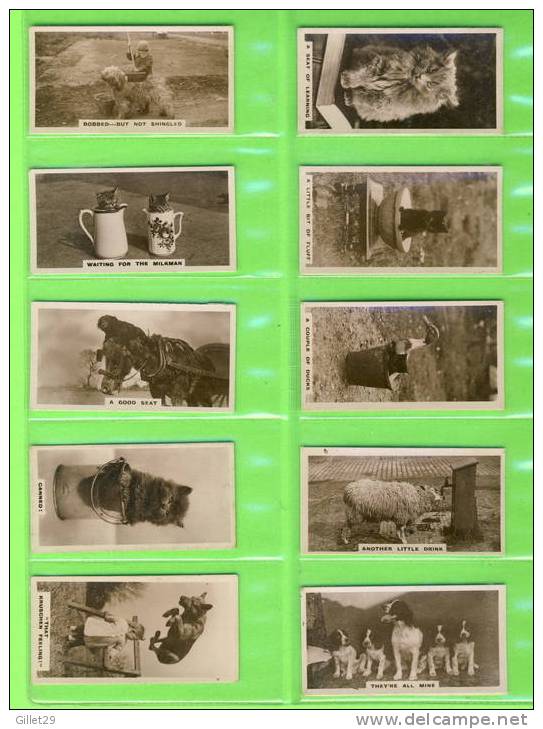 CARTES CIGARETTES CARDS - J. MILLHOFF & CO - CATS,DOGS,HORSES ,DUCKS,COMICS - REAL PHOTO 2nd SERIES OF  27 - DE RESZKE - - Sammlungen & Sammellose