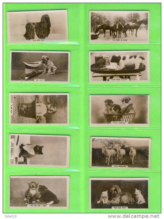 CARTES CIGARETTES CARDS - J. MILLHOFF & CO LTD - CATS, DOGS, HORSES, COMICS - REAL PHOTO 3rd SERIES OF  27 - DE RESZKE - - Sammlungen & Sammellose