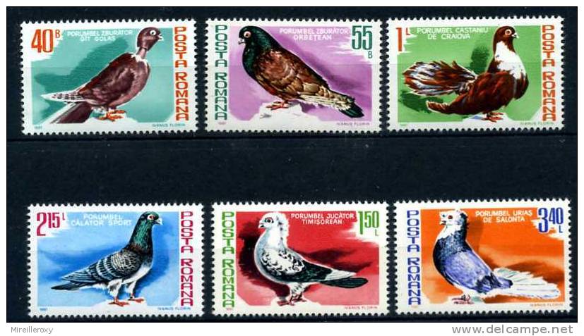 OISEAU / PIGEON /  VOYAGEUR / SALONTA / COU DENUDE / ORBETAN / CRAIOVAN /  TIMISOARA   /  ROUMANIE - Tauben & Flughühner