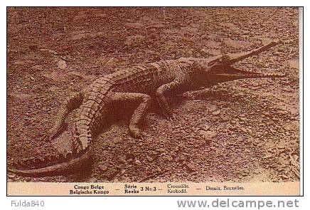 CPA.  CONGO BELGE.  Crocodile.     1930/35. - Musea