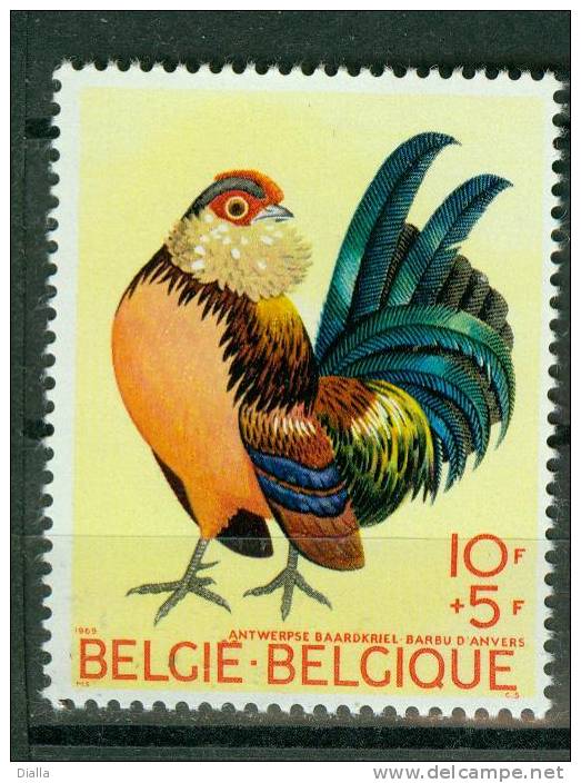 Belgique, Barbu D´Anvers - Antwerp Barb - Antwerpse Baardkriel Coq - Cock Rooster MNH ** - Gallinacées & Faisans