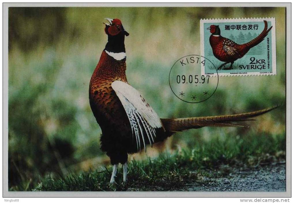 Sweden 1997 Joint Issue With China Stamp,maximum Card,maxi Card,rare Wild Ring-necked Pheasant Kista PMK Cancel - Gallinacées & Faisans