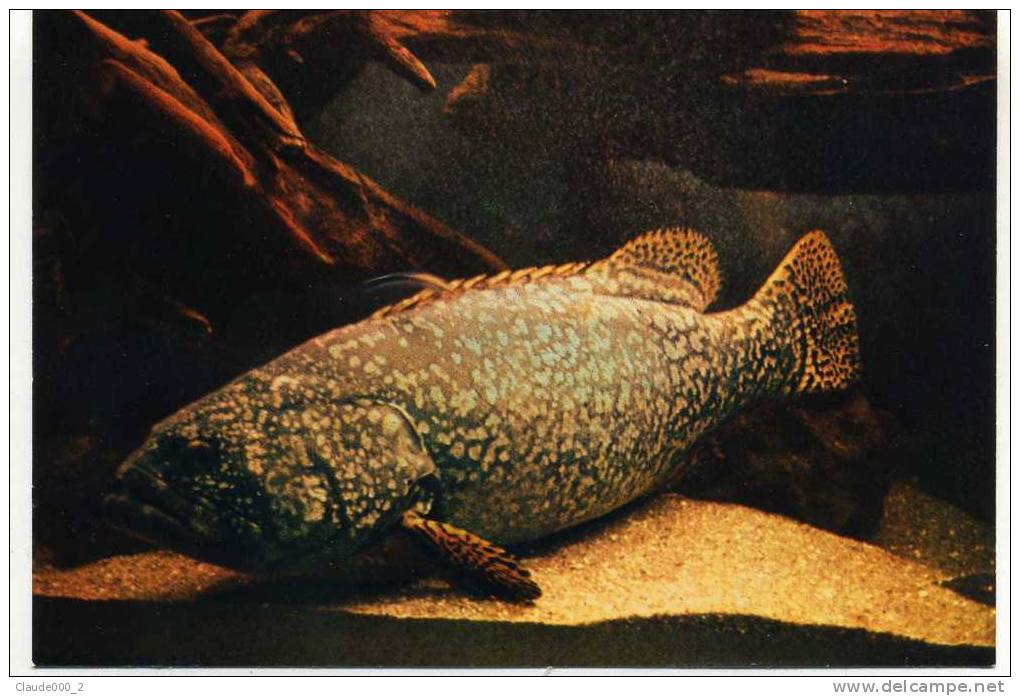 MEROU . De Plus D'un Metre . Voir Recto - Verso    (C159) - Fish & Shellfish