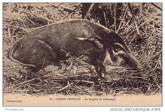 CONGO FRANCAIS LE SANGLIER DE L´OUBANGHI - Congo Français