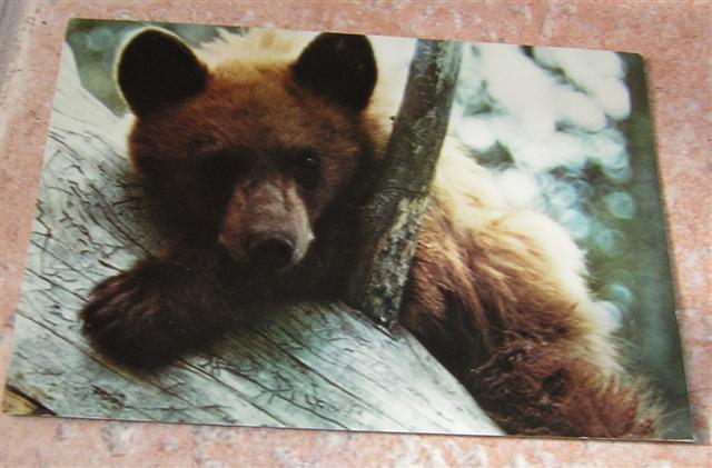 Cpm Ourson ( Black Bear Cub ) - Osos