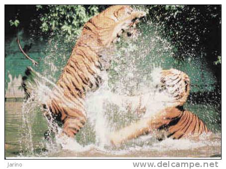 Tiger Sibirian, Neuf - Lions