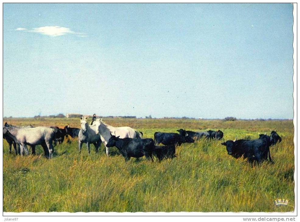 CPM       CAMARGUE         TAUREAUX ET CHEVAUX SAUVAGES 1963 - Tauri