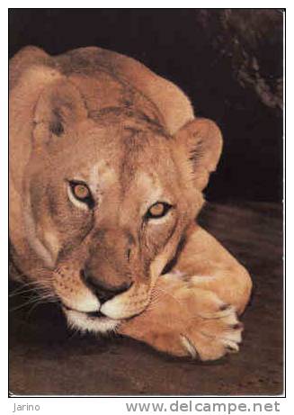 Lion, ZOO Ostrava - Lions