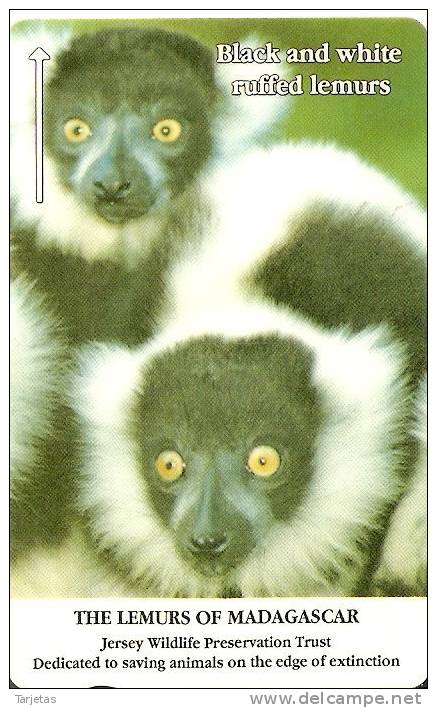 JER-77 TARJETA DE JERSEY DE BLACK AND WHITE (22JERC)  LEMUR - [ 7] Jersey Und Guernsey