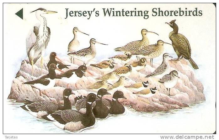 JER-143 TARJETA DE JERSEY DE PAJAROS MARINOS (46JERM)   BIRD - [ 7] Jersey Und Guernsey