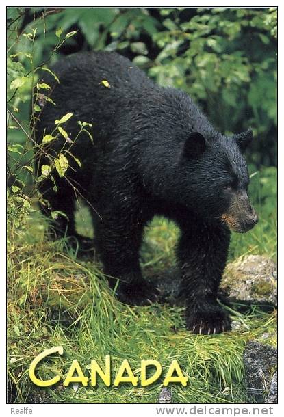 Canada Black Bear Ours Noir - Osos