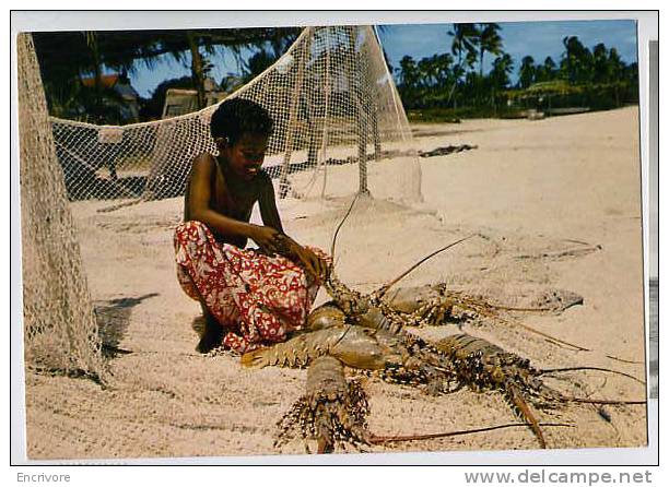 Cpm NOUVELLE CALEDONIE - La Porcelaine Langouste Geante - IMPRESSIONNANTE - Nouvelle Calédonie