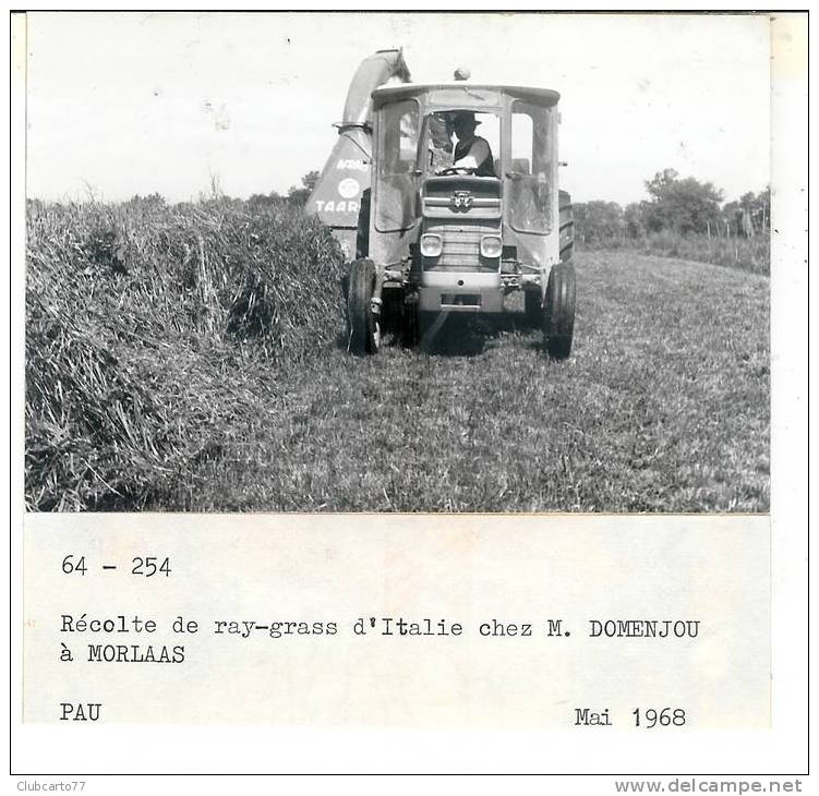 Morlaas : Moissonneuse De Mr Domenjou Lors De La Récolte De Ray-Grass Mai 1968 (animée) PHOTO RARE. - Morlaas