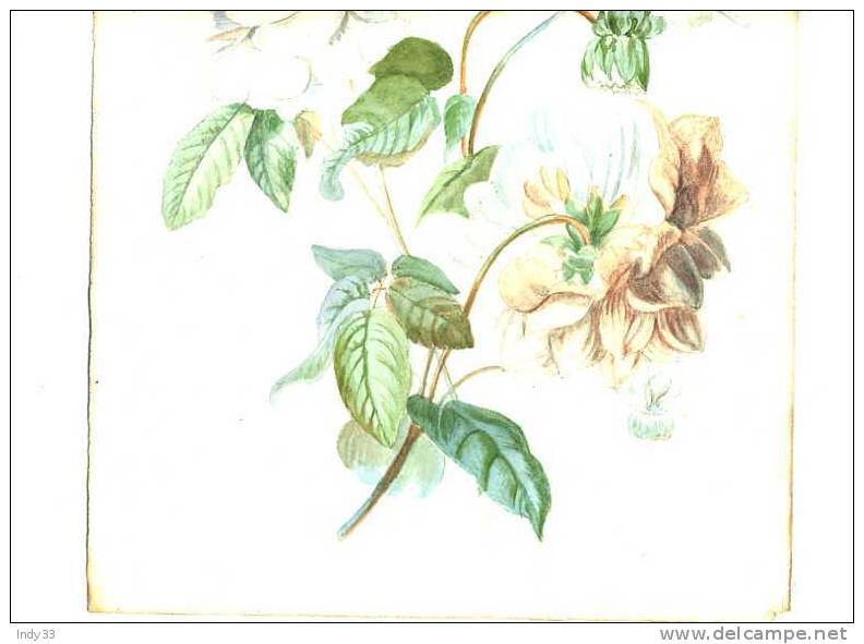 FLEURS . AQUARELLE ANCIENNE NON SIGNEE - Aquarelles