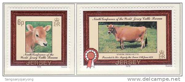Jersey Sc206-7 Jersey Heifer & Cow - Vaches