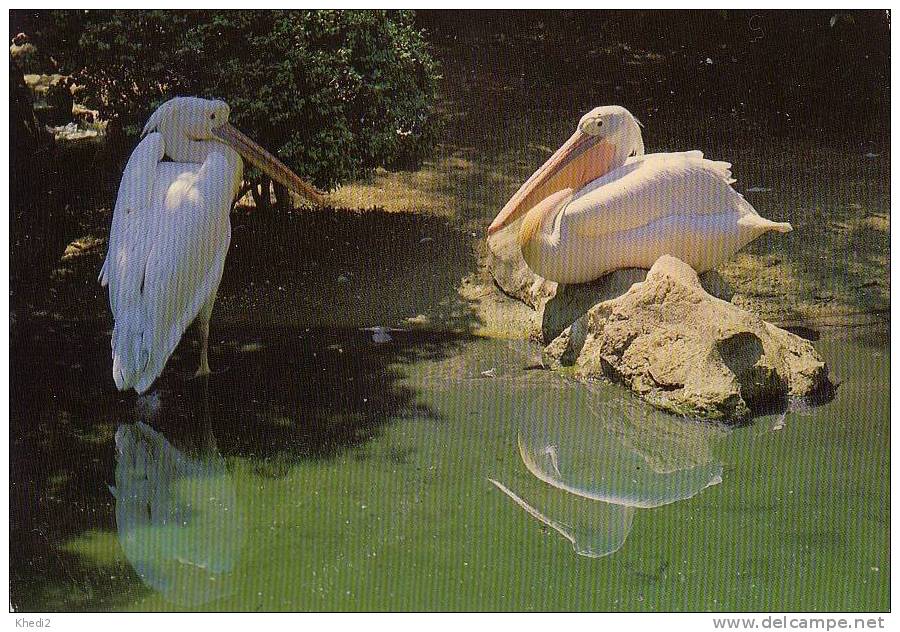 Carte Postale CPM Oiseau - PELICAN Bird Postcard - PELIKAN Vogel Postkarte - CP 04 - Oiseaux