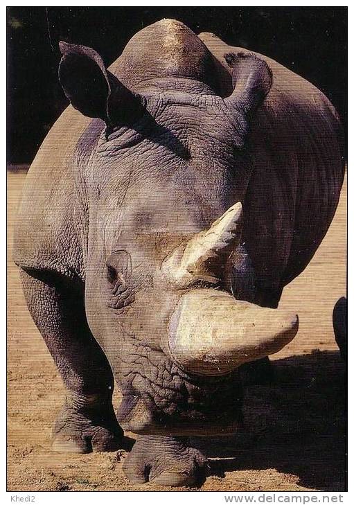 Carte Postale CPM RHINOCEROS - RHINO Postcard - NASHORN Postkarte - 02 - Neushoorn