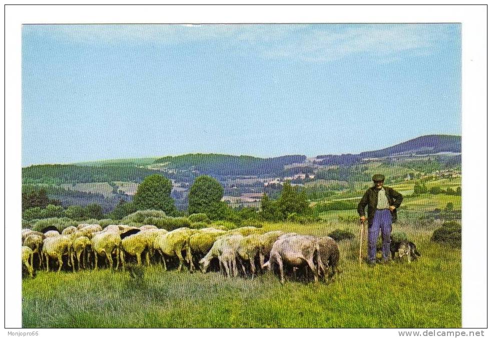 CPM D Un Berger Et Son Troupeau - Viehzucht