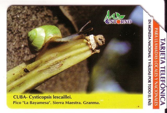 SNAIL  ( Cuba - Old Urmet Card ) * Escargot Colimaçon Caracol Schnecke Lumaca Slak Snails Escargots Shell Shells * - Cuba