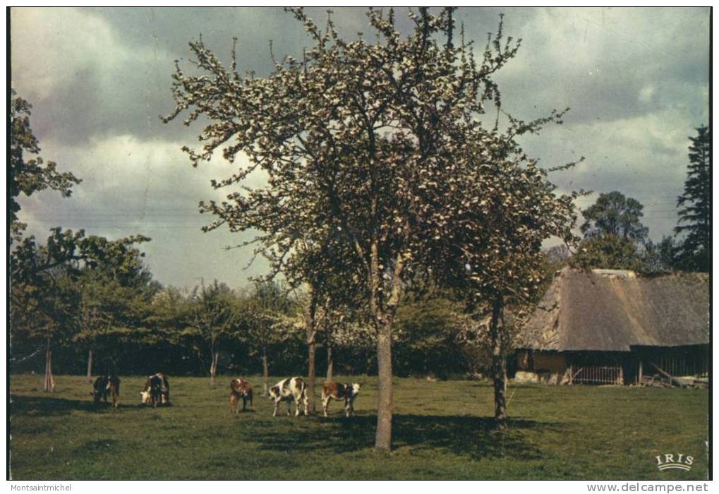 Ferme Normande. - Farms