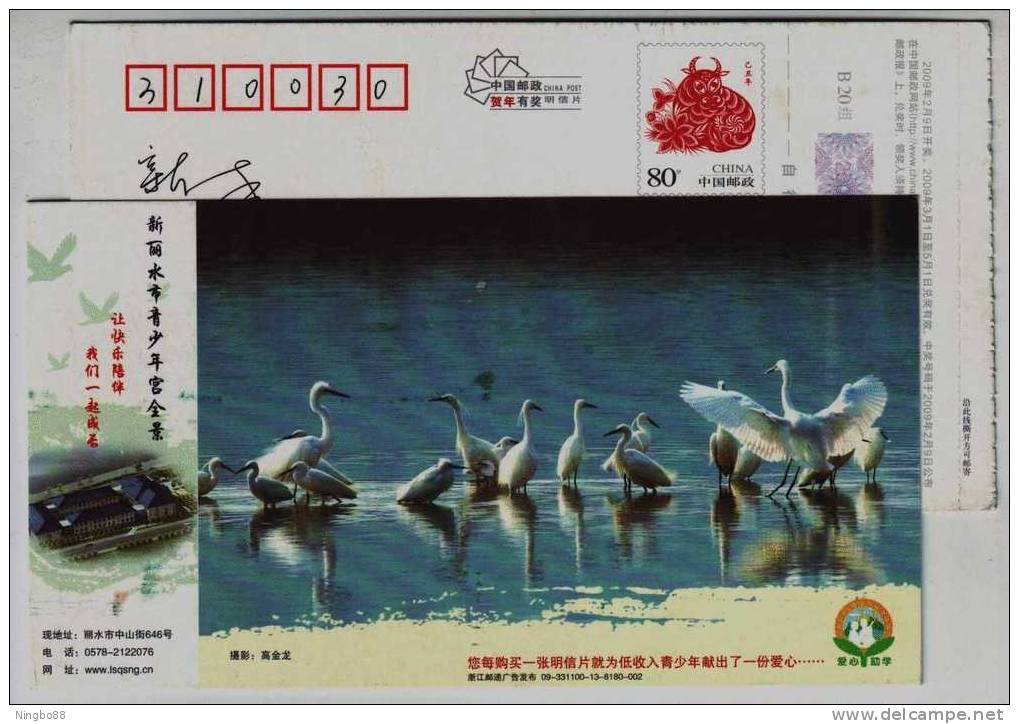 Egret Bird Inhabit,China 2009 Lishui City Loving Heart Help Schooling Advertising Pre-stamped Card - Cigognes & échassiers