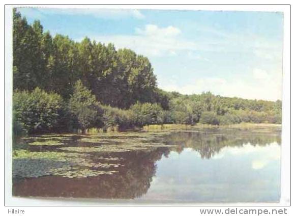 Cpsm 58 ST AMAND EN PUISAYE Etang Chantemerle - Saint-Amand-en-Puisaye