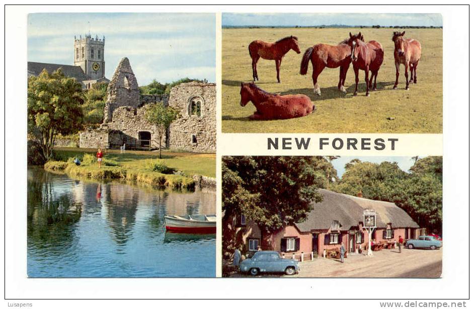 OLD FOREIGN 2006 - UNITED KINGDOM - ENGLAND - NEW FOREST - HORSES - Autres & Non Classés