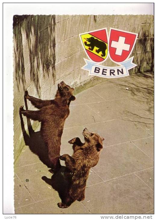BERNE -  Fosse Aux Ours  - N°  948 / 12 - Osos