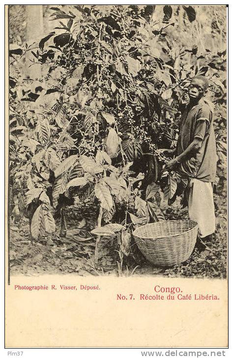CONGO FRANCAIS - Récolte Du Café Libéria - Non Circulé - Congo Francese