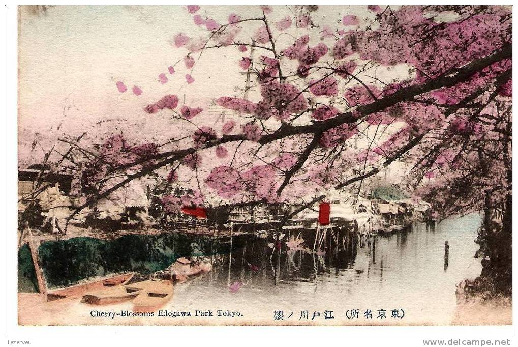 CPA JAPON EDOGAWA PARK TOKYO CHERRY BLOSSOMS CERISIERS EN FLEURS - Tokyo