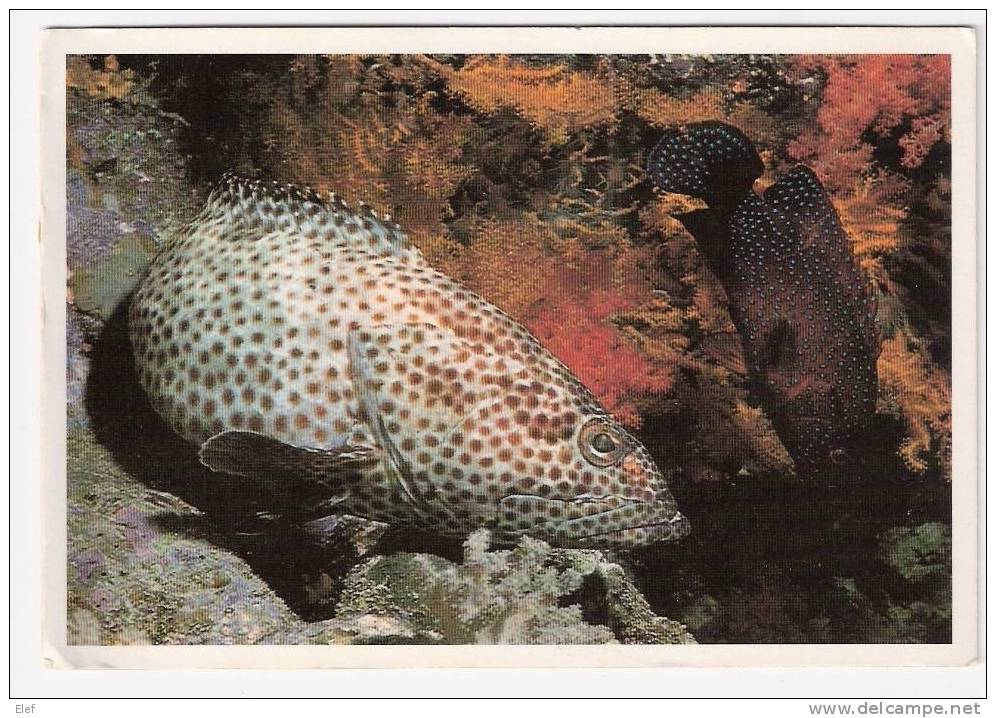 Poisson Exotique De La Mer Rouge / Red Sea Fish : GREASY  GROUPER " Epinephelus Tauvina "+ Timbre Poterie EGYPTE ;TB - Poissons Et Crustacés