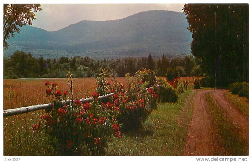 NEW YORK - A Country Road In The Catskill Mountains - Catskills