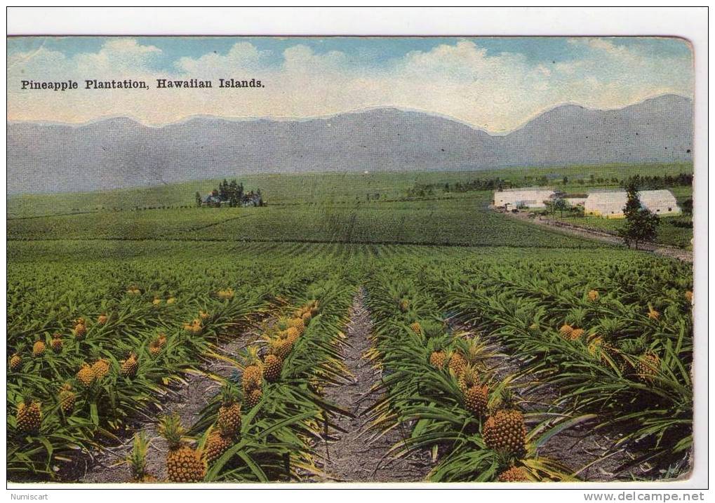 USA...HAWAII...CPA...BELLE VUE D'UNE PLANTATION D'ANANAS - Autres & Non Classés