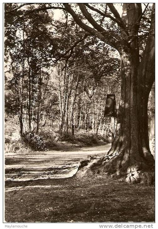 Hautes Fagnes Kreuz Im Walde (ou?????? - Elsenborn (camp)