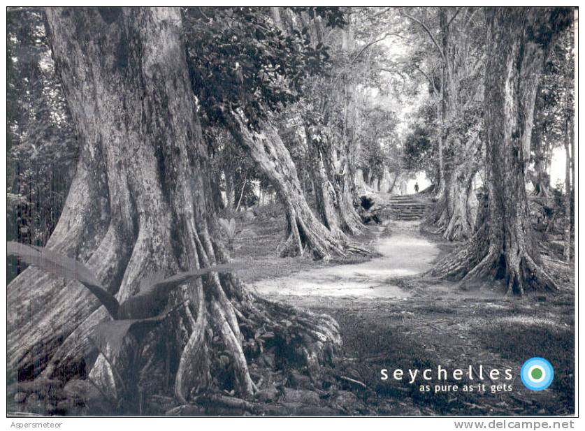 SEYCHELLES - ANCIENT "DRAGON' S BLOOD" TREES AT THE HISTORIC "MISSION". SANS SOUCIS, MAHE CPSM POSTAL CUAC - Seychellen