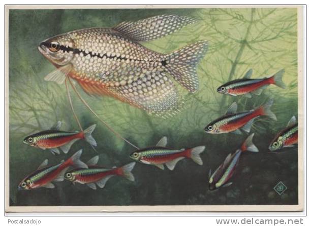 (anim104) POISSONS . DIAMANTGOERSMI . KARDINAL TETRA´S - Poissons Et Crustacés