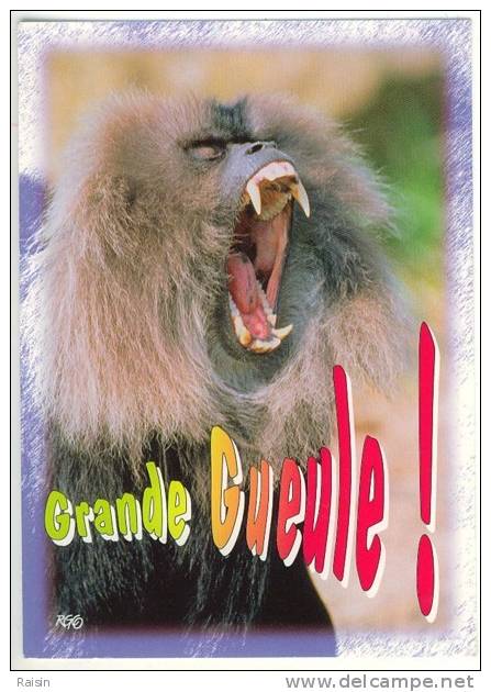 Humour Singe "Grande Gueule !" Carte BE - Monos