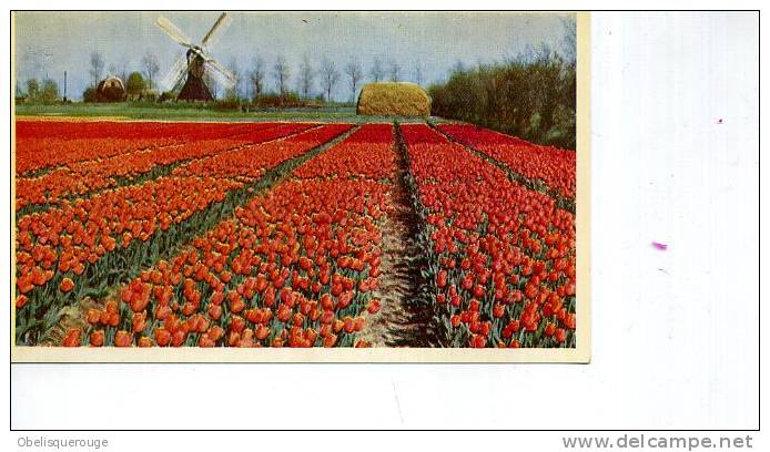 CHAMPS DE TULIPE ET MOULIN KEUKENHOF HAARLEM  LISSE HOLLAND 1954 - Haarlem