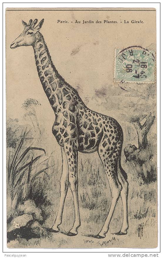 CPA PARIS - AU JARDIN DES PLANTES - LA GIRAFE - Giraffes