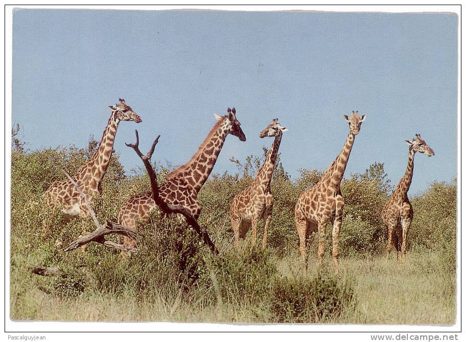 CPM GIRAFES - KENYA - MAASAI GIRAFFES - Giraffes