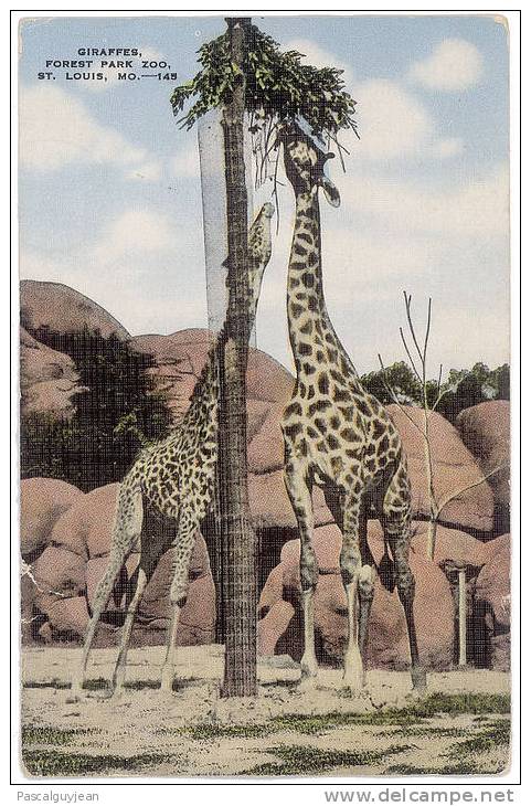 CPSM GIRAFES - FOREST PARK ZOO, ST. LOUIS, MO - Girafes