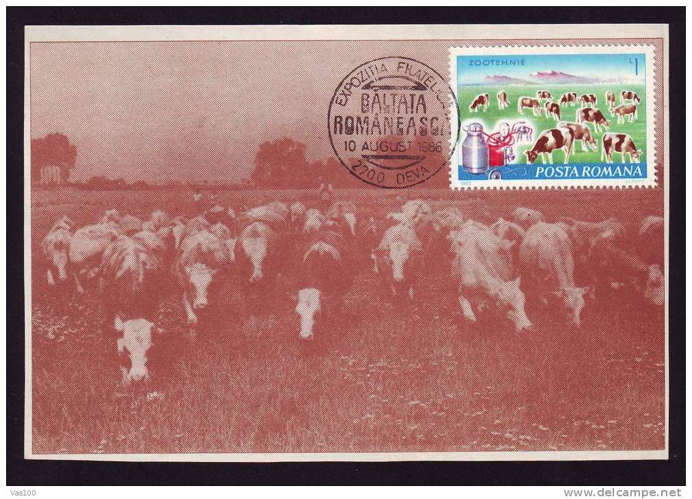 Agriculture Farm Farming COWS MAXICARD 1986  Romania - Vaches
